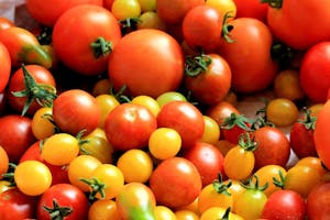 Red Tomatoes